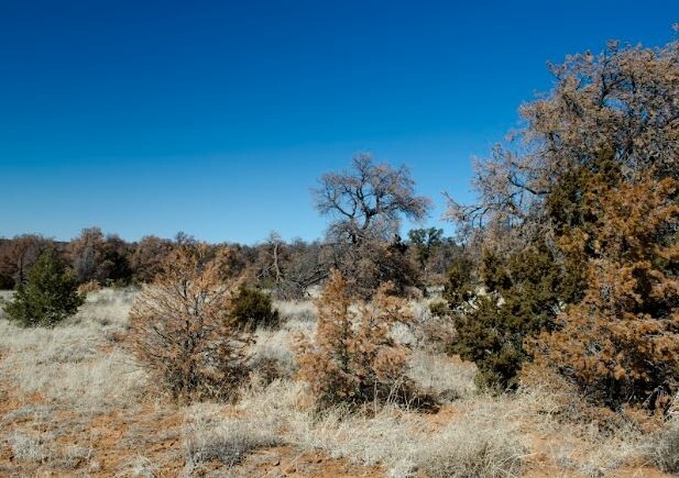  2.5 Acres for Sale in Ramah, New Mexico