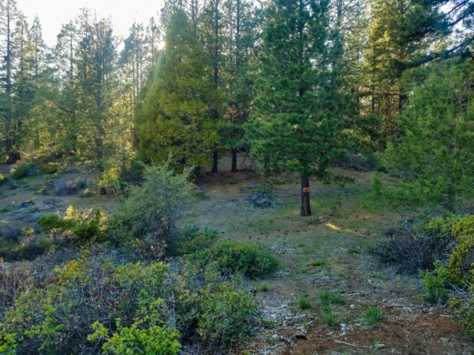  2.46 Acres for Sale in Bonanza, Oregon