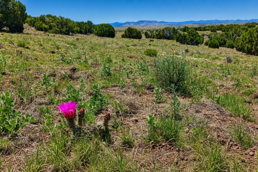 Concho, AZ Land for Sale: 1.3 Acres with Owner Financing and Dirt Road Access