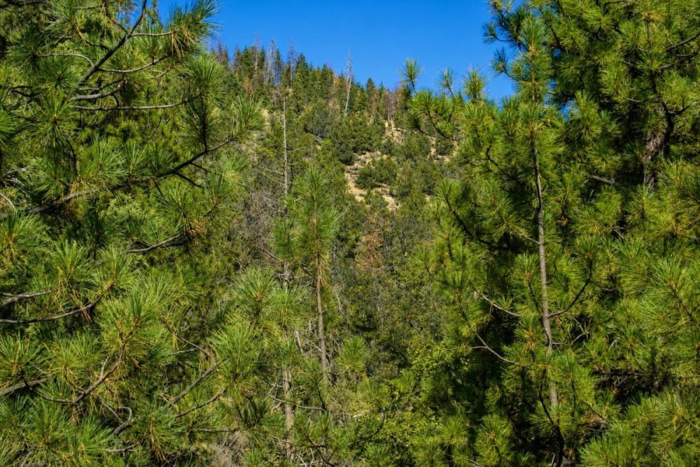 Listing image associated with the 80-acre Fort Jones, California land parcel
