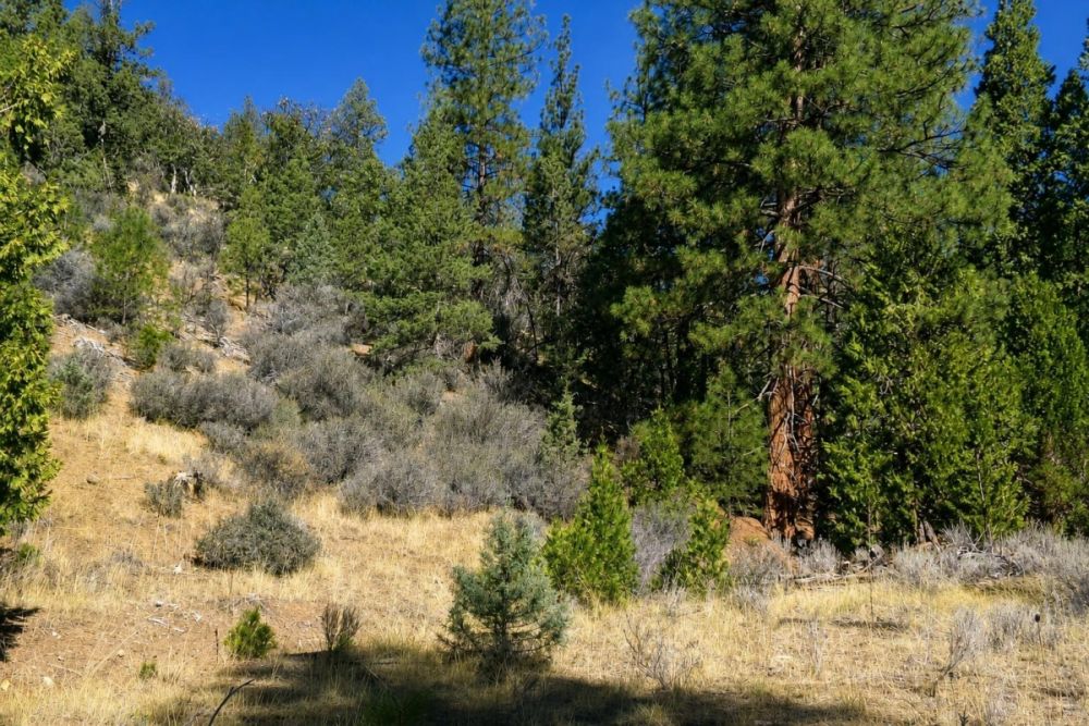 Additional listing image for parcel 014-350-190-000 in Siskiyou County
