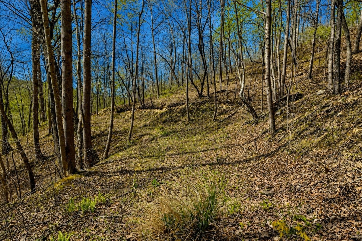 Hinkle, KY Land for Sale: 13 Acres with Dirt Road