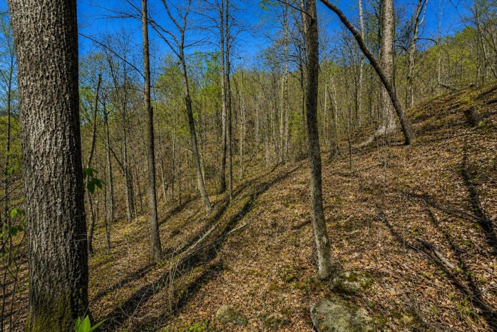 Property listing image for 13 acres in Hinkle, Kentucky