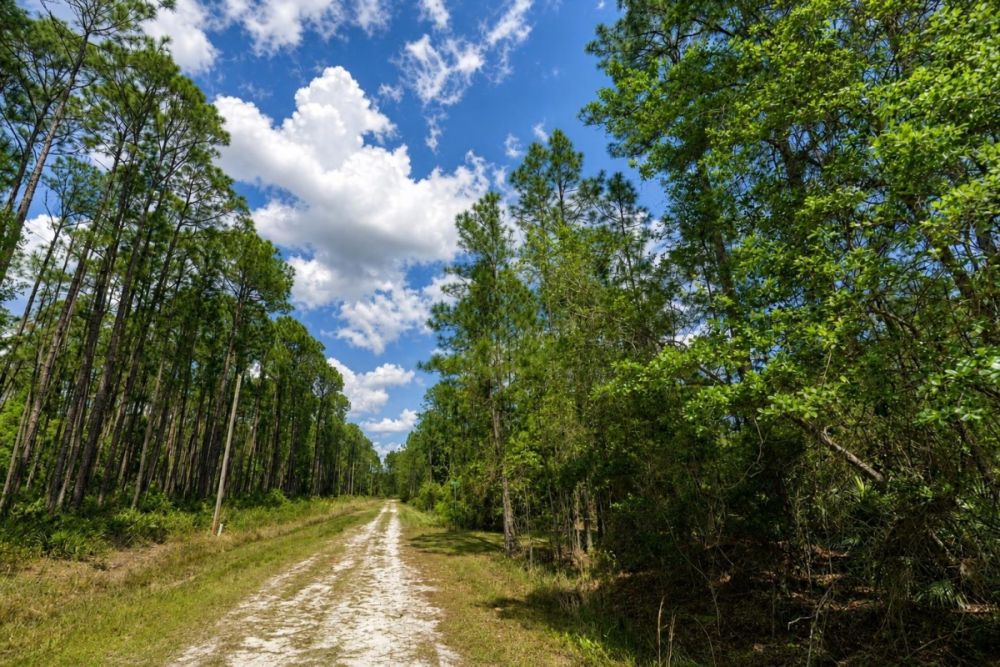 Additional listing image for the Georgetown, Florida land parcel