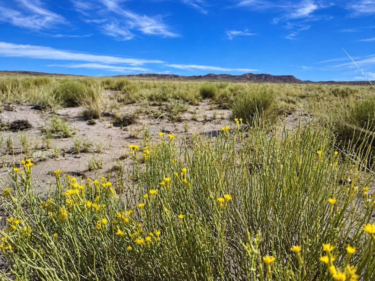 Off-Market Deal! 10 Acres in Arizona for Just $4,000. No HOA, Dirt Road Access.