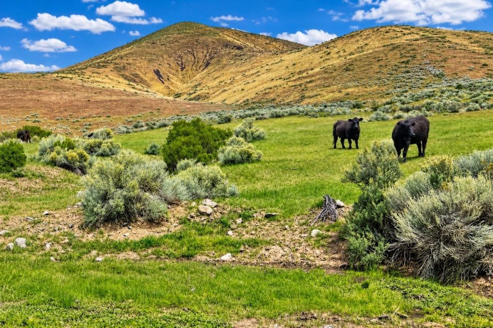 Cattle pasture landscape image associated with LC26631 in Lovelock, Nevada